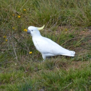 Cacatua galerita at Brogo, NSW - 19 May 2014