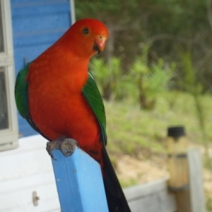 Alisterus scapularis at Brogo, NSW - 5 Nov 2014 12:13 PM