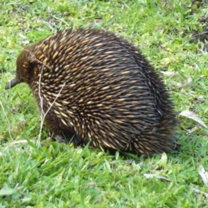 Tachyglossus aculeatus at Brogo, NSW - 16 Sep 2014 01:07 PM