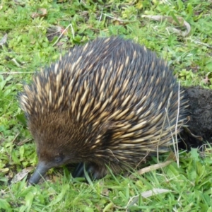 Tachyglossus aculeatus at Brogo, NSW - 16 Sep 2014 01:07 PM