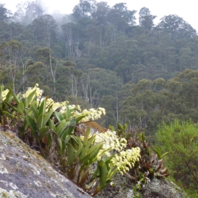 Dendrobium speciosum (Rock Lily) at Brogo, NSW - 16 Sep 2014 by CCPK