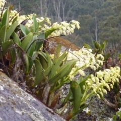 Dendrobium speciosum at Brogo, NSW - 16 Sep 2014