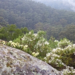 Dendrobium speciosum at Brogo, NSW - suppressed