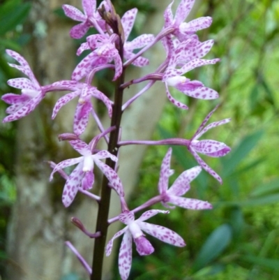 Dipodium punctatum (Blotched Hyacinth Orchid) at Brogo, NSW - 28 Dec 2013 by CCPK