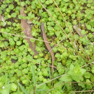 Eulamprus heatwolei at Brogo, NSW - 31 Dec 2016 09:16 AM