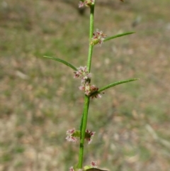 Haloragis heterophylla (Variable Raspwort) at Black Mountain - 2 Jan 2017 by RWPurdie