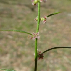 Haloragis heterophylla at Bruce, ACT - 3 Jan 2017 12:00 AM