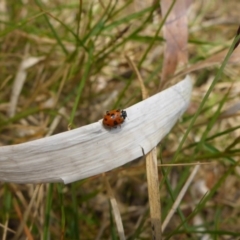 Hippodamia variegata (Spotted Amber Ladybird) at Merimbula, NSW - 26 Dec 2016 by JanetRussell