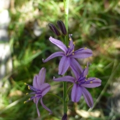 Caesia calliantha (Blue Grass-lily) at Canberra Central, ACT - 2 Jan 2017 by RWPurdie