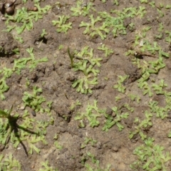 Riccia duplex var. megaspora at Bruce, ACT - 3 Jan 2017 by RWPurdie