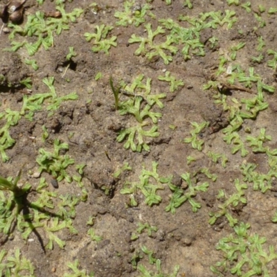 Riccia duplex var. megaspora at Bruce, ACT - 2 Jan 2017 by RWPurdie