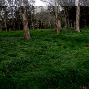 Bromus diandrus at Fadden, ACT - 16 Oct 2016 06:26 PM