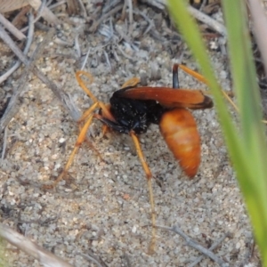 Cryptocheilus bicolor at Greenway, ACT - 3 Jan 2017 12:00 AM