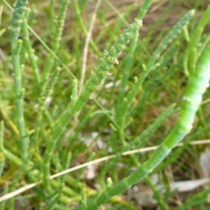 Sarcocornia quinqueflora subsp. quinqueflora at Merimbula, NSW - 26 Dec 2016 10:42 AM