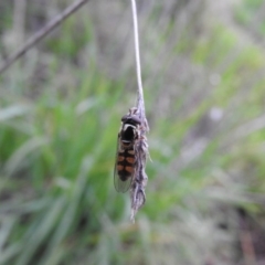 Melangyna viridiceps (Hover fly) at Fadden, ACT - 16 Oct 2016 by ArcherCallaway