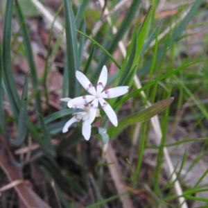 Wurmbea dioica subsp. dioica at Fadden, ACT - 16 Oct 2016