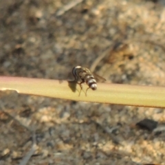 Miltogramma sp. (genus) (Flesh fly) at Pine Island to Point Hut - 19 Jan 2016 by michaelb