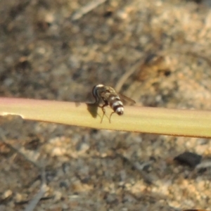 Miltogramma sp. (genus) at Greenway, ACT - 19 Jan 2016