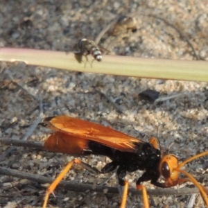 Miltogramma sp. (genus) at Greenway, ACT - 19 Jan 2016