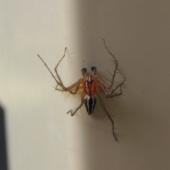 Oxyopes sp. (genus) at Conder, ACT - 4 Dec 2016