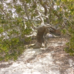 Avicennia marina subsp. australasica at Merimbula, NSW - 26 Dec 2016