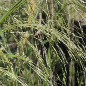 Lachnagrostis filiformis at Paddys River, ACT - 10 Dec 2016