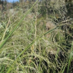 Lachnagrostis filiformis at Paddys River, ACT - 10 Dec 2016