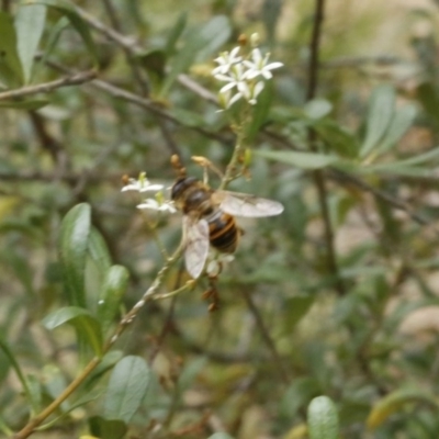 Eristalis tenax (Drone fly) at O'Connor, ACT - 2 Jan 2017 by ibaird