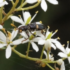 Eleale pulchra (Clerid beetle) at O'Connor, ACT - 2 Jan 2017 by ibaird