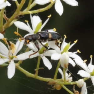 Eleale pulchra at O'Connor, ACT - 2 Jan 2017 03:23 PM