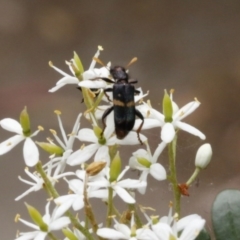 Eleale pulchra at O'Connor, ACT - 2 Jan 2017 03:23 PM