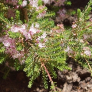 Syrphini sp. (tribe) at Cook, ACT - 16 Oct 2016