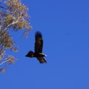 Aquila audax at Belconnen, ACT - 12 Jun 2016