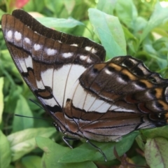 Charaxes sempronius (Tailed Emperor) at Burra, NSW - 4 Jan 2017 by Safarigirl