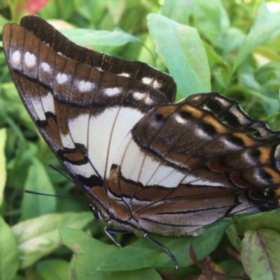 Charaxes sempronius (Tailed Emperor) at Burra, NSW - 3 Jan 2017 by Safarigirl