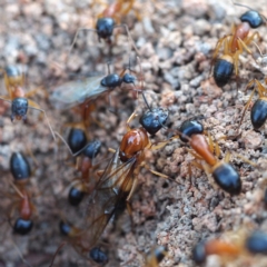 Camponotus consobrinus (Banded sugar ant) at Fraser, ACT - 25 Dec 2016 by David