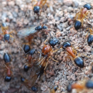 Camponotus consobrinus at Fraser, ACT - 25 Dec 2016