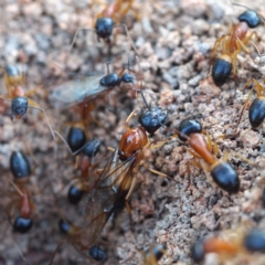 Camponotus consobrinus (Banded sugar ant) at Fraser, ACT - 25 Dec 2016 by David