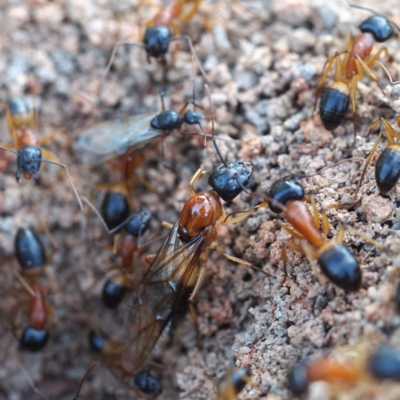 Camponotus consobrinus (Banded sugar ant) at Mount Rogers - 25 Dec 2016 by David