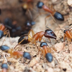 Camponotus consobrinus at Fraser, ACT - 25 Dec 2016