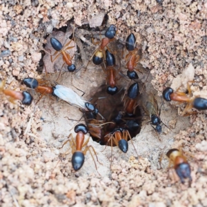 Camponotus consobrinus at Fraser, ACT - 25 Dec 2016 07:03 PM