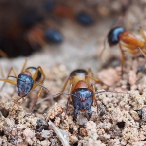 Camponotus consobrinus at Fraser, ACT - 25 Dec 2016 07:03 PM