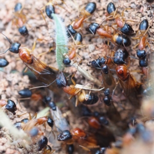 Camponotus consobrinus at Fraser, ACT - 25 Dec 2016 07:03 PM