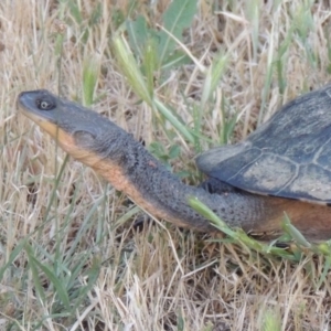 Chelodina longicollis at Fyshwick, ACT - 13 Dec 2016