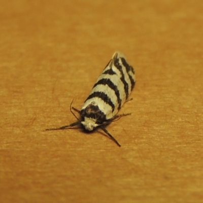 Lepidoscia cataphracta (A Case moth) at Conder, ACT - 29 Nov 2016 by michaelb