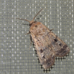 Agrotis infusa (Bogong Moth, Common Cutworm) at Conder, ACT - 30 Nov 2016 by michaelb