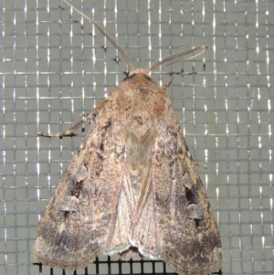 Agrotis infusa at Conder, ACT - 30 Nov 2016