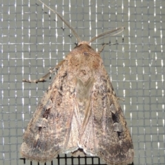 Agrotis infusa at Conder, ACT - 30 Nov 2016