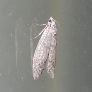 Heteromicta pachytera at Conder, ACT - 3 Dec 2016 01:02 AM