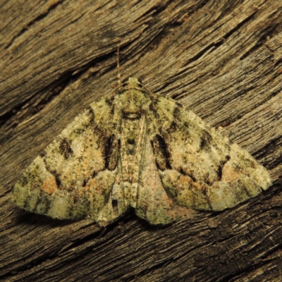 Aeolochroma metarhodata (Tea-tree Emerald) at Conder, ACT - 2 Dec 2016 by michaelb